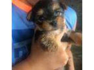 Mutt Puppy for sale in Mitchell, SD, USA
