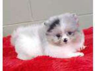 Pomeranian Puppy for sale in San Luis Obispo, CA, USA