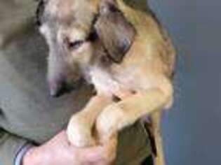 Irish Wolfhound Puppy for sale in Ridott, IL, USA