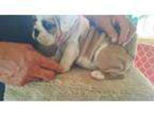 Bulldog Puppy for sale in ANGIER, NC, USA