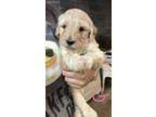 Goldendoodle Puppy for sale in Haysi, VA, USA