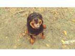 Rottweiler Puppy for sale in Gainesville, FL, USA