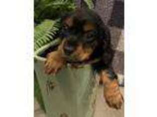 Dachshund Puppy for sale in Montgomery, AL, USA