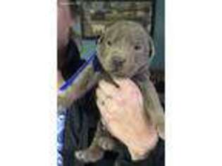 Labrador Retriever Puppy for sale in Gravel Switch, KY, USA