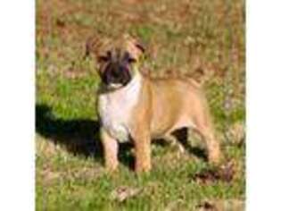 Staffordshire Bull Terrier Puppy for sale in Tyrone, GA, USA