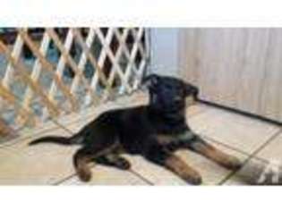 German Shepherd Dog Puppy for sale in MEDFORD, OR, USA