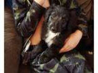 Collie Puppy for sale in MONTEVALLO, AL, USA