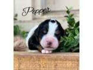 Bernese Mountain Dog Puppy for sale in Lake City, MN, USA