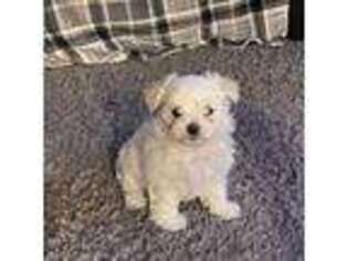 Maltese Puppy for sale in Hanson, MA, USA