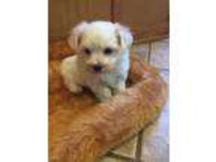 Maltese Puppy for sale in Downsville, LA, USA