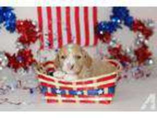 Labradoodle Puppy for sale in WINCHESTER, CA, USA