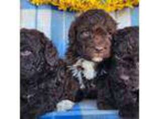 Lagotto Romagnolo Puppy for sale in Woodburn, IN, USA