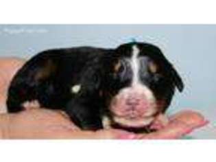 Bernese Mountain Dog Puppy for sale in Sellersburg, IN, USA