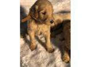 Labradoodle Puppy for sale in Shelby, OH, USA