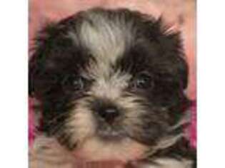 Mal-Shi Puppy for sale in Safford, AZ, USA