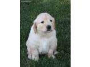 Golden Retriever Puppy for sale in Albion, MI, USA