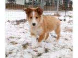 Shetland Sheepdog Puppy for sale in Aliquippa, PA, USA