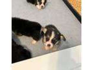 Pembroke Welsh Corgi Puppy for sale in Prince George, VA, USA