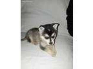 Alaskan Klee Kai Puppy for sale in Lancaster, PA, USA