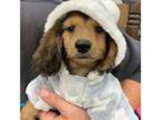 Dachshund Puppy for sale in Oswego, IL, USA