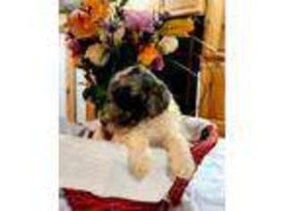 Mutt Puppy for sale in Paragould, AR, USA