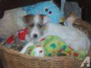 Jack Russell Terrier Puppy for sale in SANDSTON, VA, USA