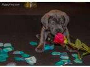 Cane Corso Puppy for sale in Oak Lawn, IL, USA