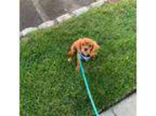 Cavalier King Charles Spaniel Puppy for sale in Elmwood Park, NJ, USA