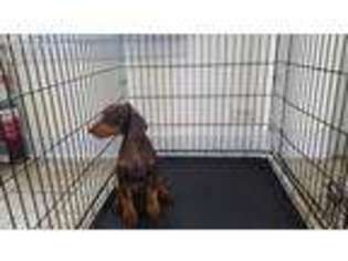 Doberman Pinscher Puppy for sale in Maple Heights, OH, USA