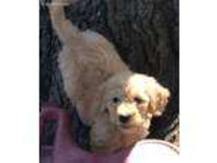 Goldendoodle Puppy for sale in Hedrick, IA, USA