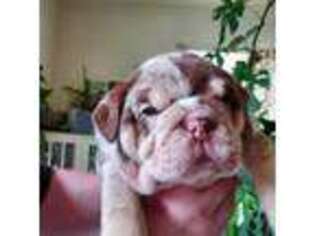 Bulldog Puppy for sale in Eatonville, WA, USA