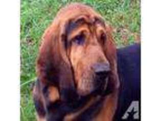 Bloodhound Puppy for sale in POWHATAN, VA, USA