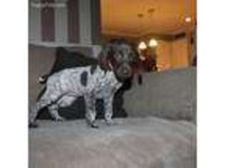 German Shorthaired Pointer Puppy for sale in Ellendale, DE, USA