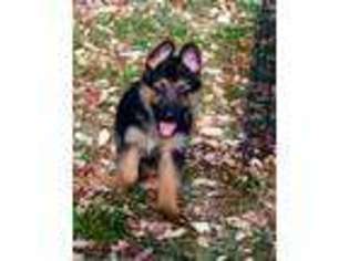 German Shepherd Dog Puppy for sale in Montgomery City, MO, USA