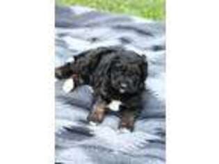 Mutt Puppy for sale in Grove City, MN, USA