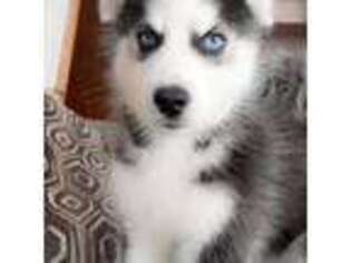 Siberian Husky Puppy for sale in Berryville, AR, USA