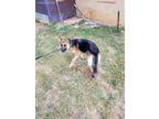 German Shepherd Dog Puppy for sale in Bastrop, TX, USA