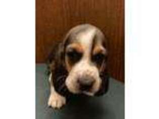 Basset Hound Puppy for sale in Kutztown, PA, USA
