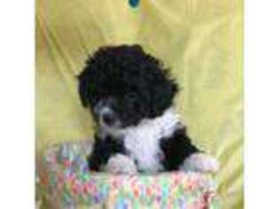 Bichon Frise Puppy for sale in Hillsborough, NH, USA