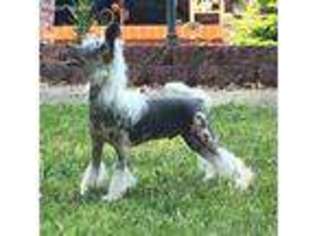 Chinese Crested Puppy for sale in Ramseur, NC, USA
