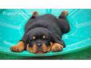 Rottweiler Puppy for sale in Oak Park, IL, USA