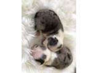 Border Terrier Puppy for sale in Edwardsburg, MI, USA
