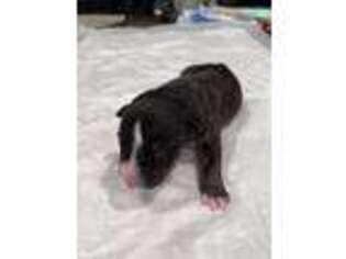 Bull Terrier Puppy for sale in Murrieta, CA, USA