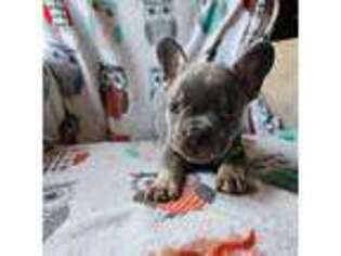 French Bulldog Puppy for sale in Omro, WI, USA