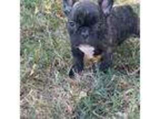French Bulldog Puppy for sale in Bartlesville, OK, USA