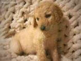 Goldendoodle Puppy for sale in Atkins, AR, USA