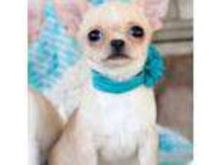 Chihuahua Puppy for sale in Temecula, CA, USA