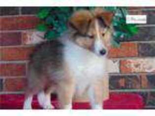 Shetland Sheepdog Puppy for sale in Springfield, MO, USA