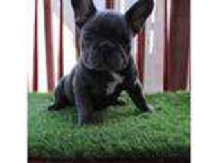 French Bulldog Puppy for sale in Avondale, LA, USA