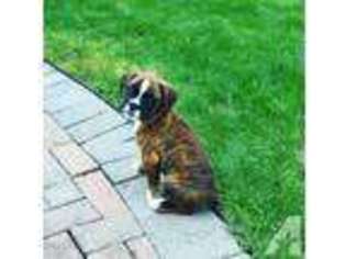 Boxer Puppy for sale in ELMIRA, NY, USA